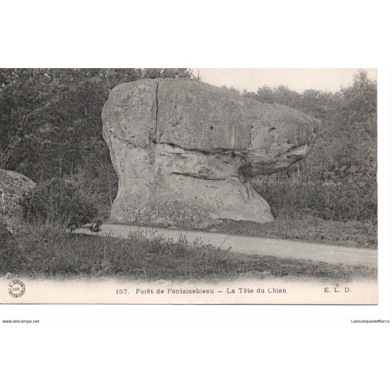 77 - Fontainebleau - La Forêt - La Tête du Chien - Dos Divisé