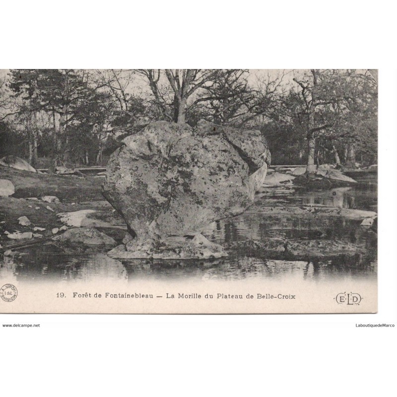 77 - Fontainebleau - La Forêt - La Morille du Plateau de Belle-Croix - Dos Divisé