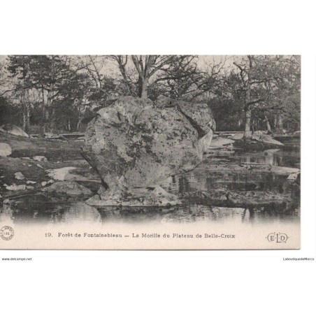 77 - Fontainebleau - La Forêt - La Morille du Plateau de Belle-Croix - Dos Divisé