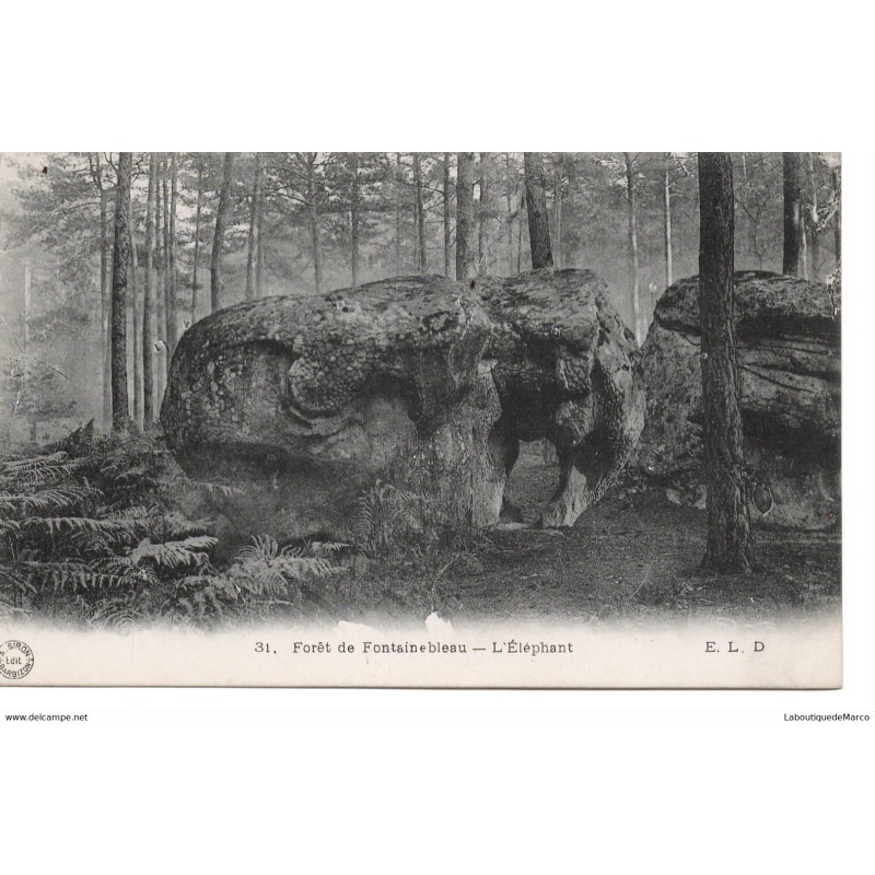 77 - Fontainebleau - La Forêt - L'Eléphant - Dos Divisé