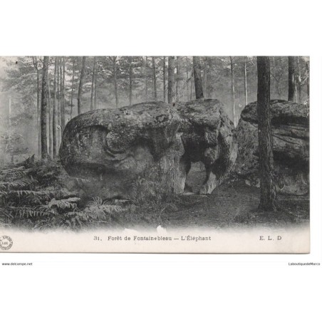 77 - Fontainebleau - La Forêt - L'Eléphant - Dos Divisé