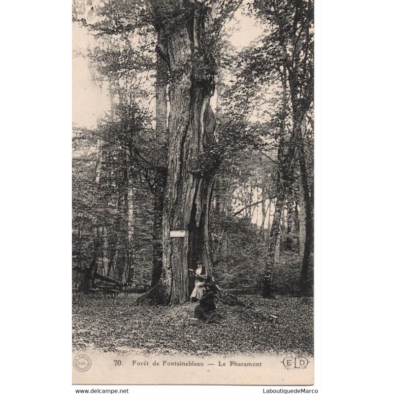 77 - Fontainebleau - La Forêt - Le Pharamont - Dos Divisé