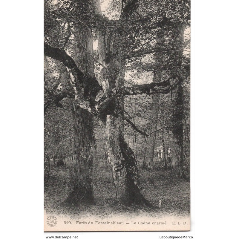 77 - Fontainebleau - La Forêt - Le Chêne charmé - Dos Divisé