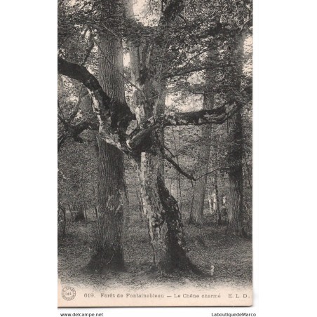 77 - Fontainebleau - La Forêt - Le Chêne charmé - Dos Divisé