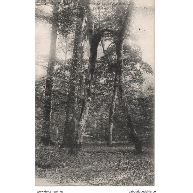 77 - Fontainebleau - La Forêt - Les Frères Siamois - Dos Divisé