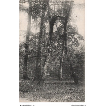77 - Fontainebleau - La Forêt - Les Frères Siamois - Dos Divisé
