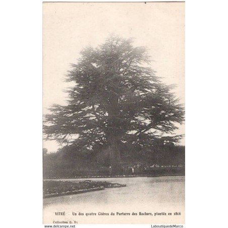 35 - VITRE - Un des quatre Cèdres du Parterre des Rochers, plantés en 1806