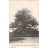 35 - VITRE - Un des quatre Cèdres du Parterre des Rochers, plantés en 1806